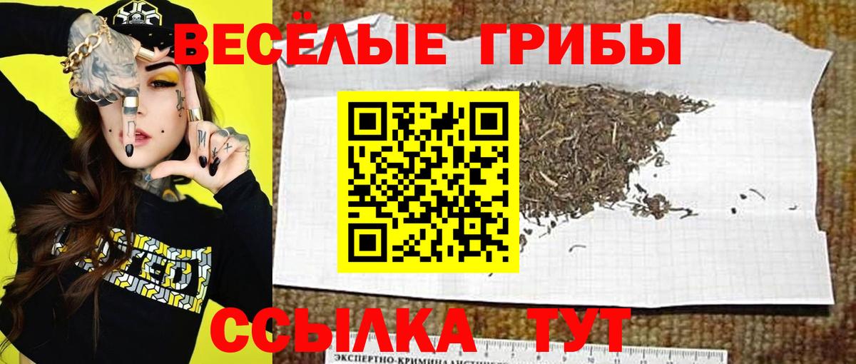 Псилоцибиновые грибы прущие грибы  как найти наркотики  Шадринск  Вход с VPN 